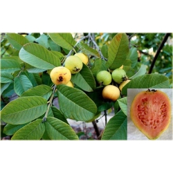 Nasiona Gujawa gruszla jadalna szt.5 Nxx396